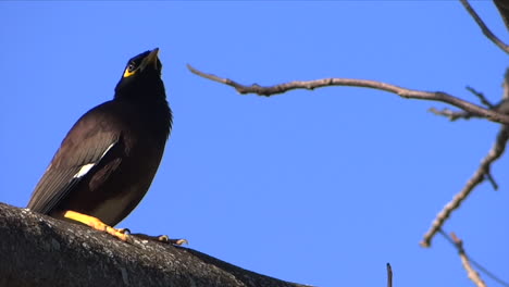 un primer plano de un pájaro tropical en una rama en la isla mauricio