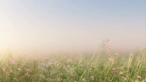 a serene field of wildflowers in the meadow
