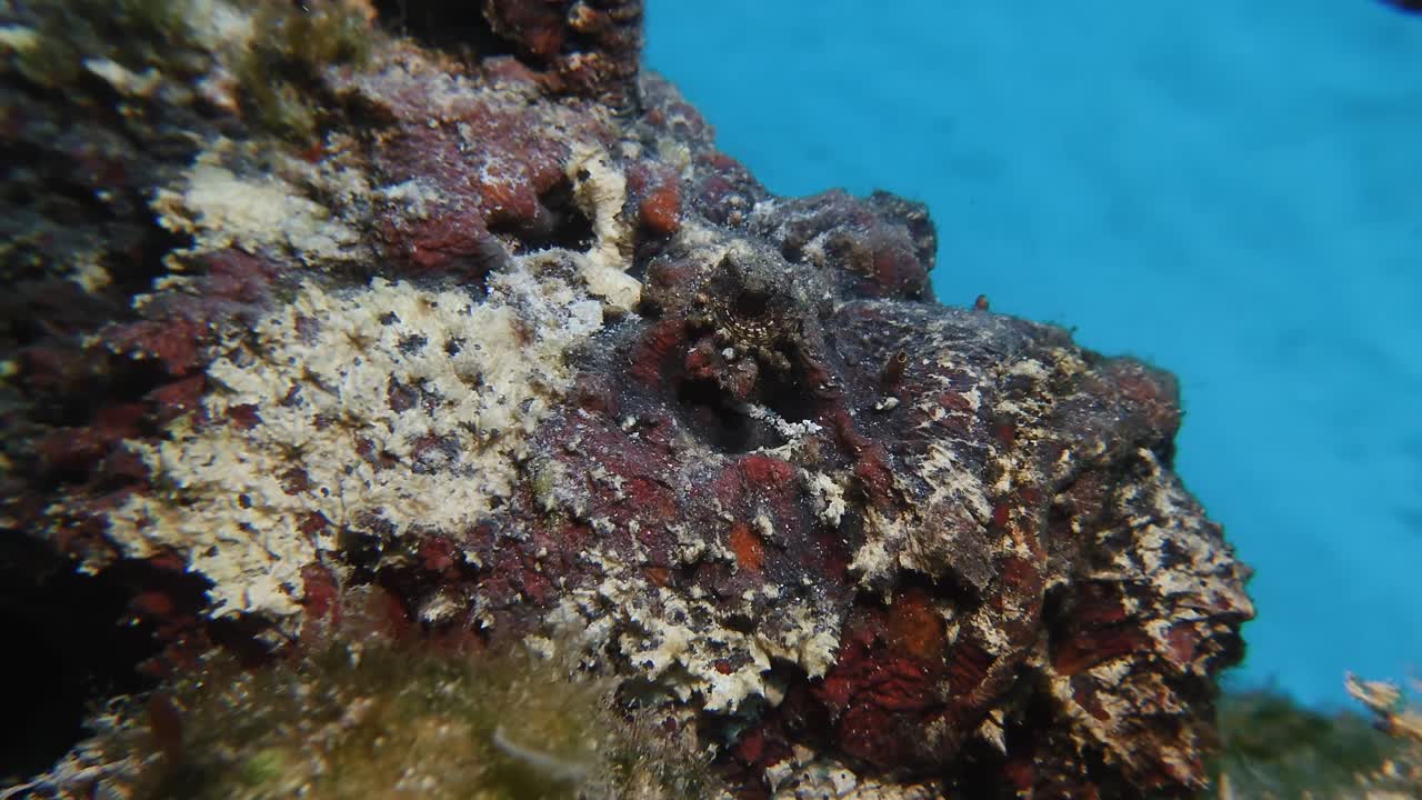 A close-up of a perfectly camouflaged stonefish in Mauritius, blending seamlessly with the surrounding reef. Concept of natural camouflage and the hidden dangers of the ocean