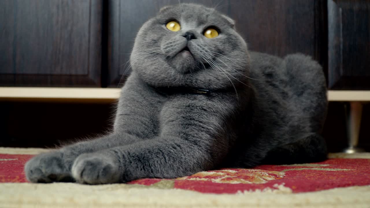 고양이  귀 브리튼