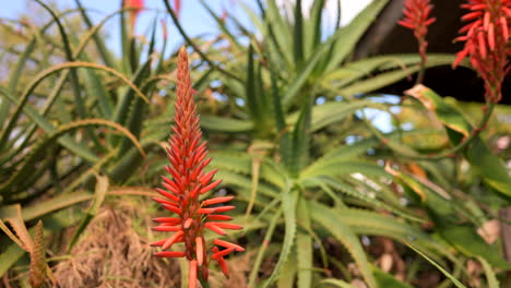 Una-Toma-Constante-De-Una-Planta-Roja-Vibrante-En-Un-Entorno-Exuberante