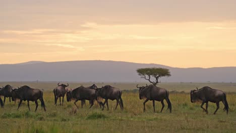 slow motion of wildebeest herd great migration in africa, walking plains and savannah under dramatic storm clouds at orange sunset with acacia tree landscape scenery in masai mara, kenya