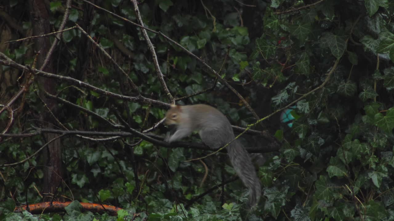 la ardilla que juega con la nuez se la mete en la boca y luego salta