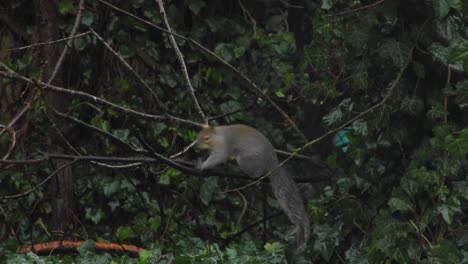 squirrel playing with nut puts it in mouth then jumps away