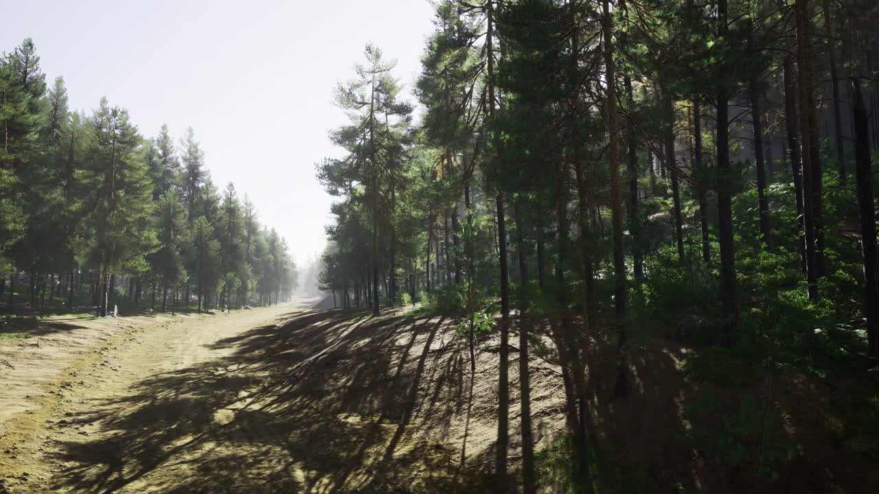 Serene forest path lit by soft morning light
