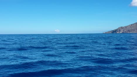 large pod of pilot whales with curved dorsal fins swimming, surfacing and spraying air from blow hole in timor leste, southeast asia