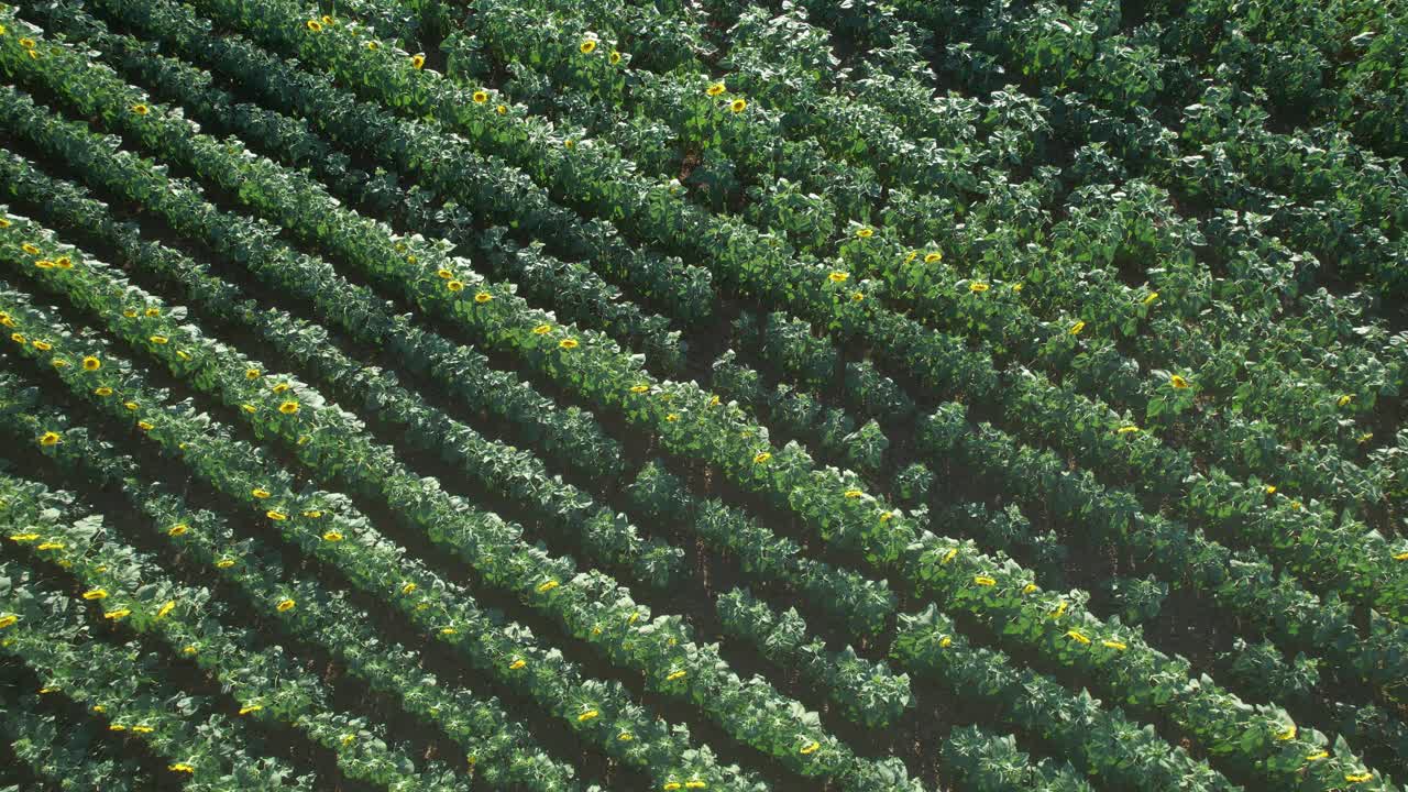 Ascebding view of a dense sunflower field in full bloom with long parallel crop rows and a paved rural road at the edge, showing agriculture geometry, summer farming and natural landscape pattern