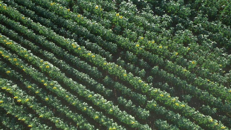 Ascebding view of a dense sunflower field in full bloom with long parallel crop rows and a paved rural road at the edge, showing agriculture geometry, summer farming and natural landscape pattern