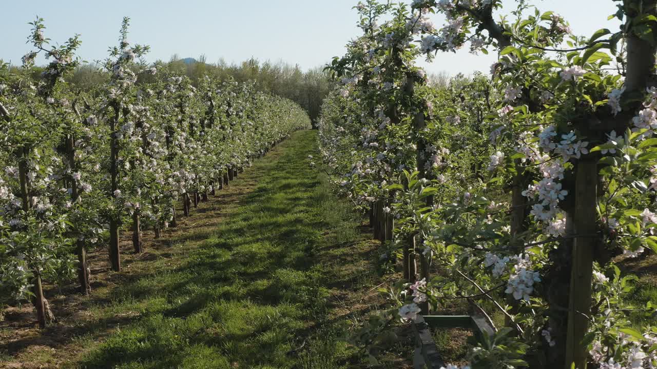 Drone - aerial shot of a sunny white apple blossom with bees on a big field 30p