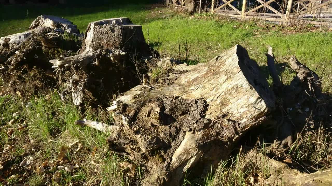 초록 잔디 에 있는 줄 에 많은 거대한 줄기 들