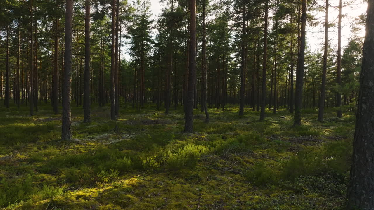 Låg flygning från luften över mossa och orörd taiga, sommarens gyllene timme i Skandinavien.