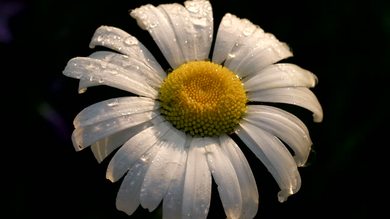 Dew-Kissed Daisy