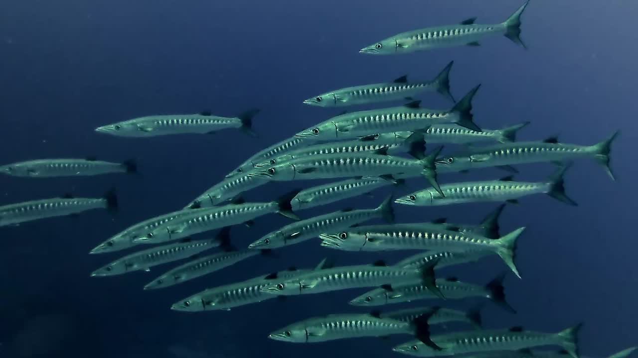 Scene of a school of barracudas in Mauritius waters. Dynamic marine life, ocean ecosystem. Concept of underwater adventure, wildlife. Ideal for nature documentaries, diving, and ocean conservation.