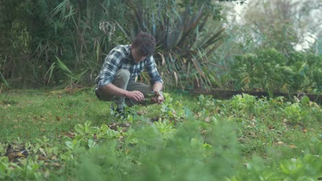 young man harvesting organically grown turnips in garden