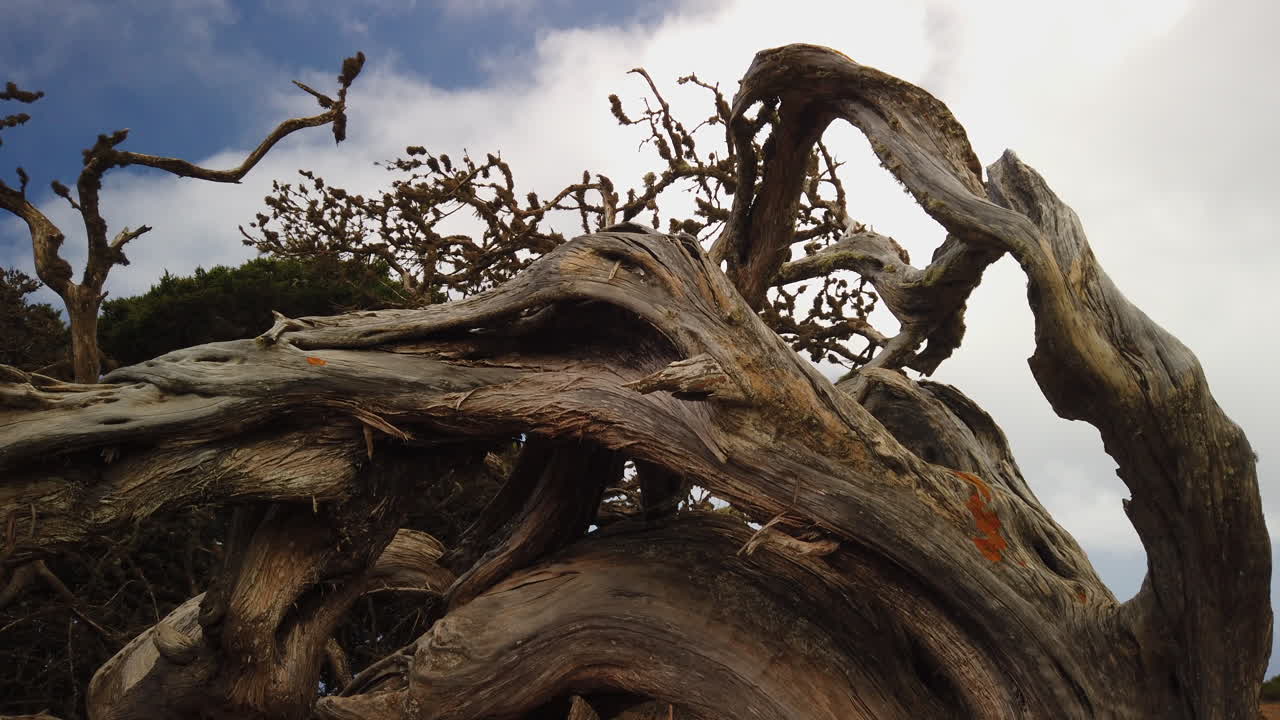 Beautiful shot of the Sabina tree on the Canary Island of El Hierro.