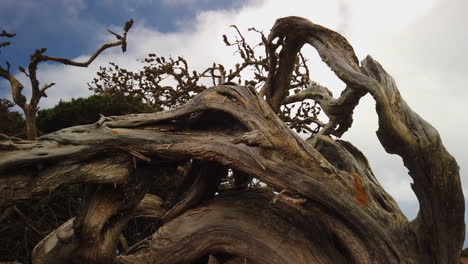 beautiful shot of the sabina tree on the canary island of el hierro.