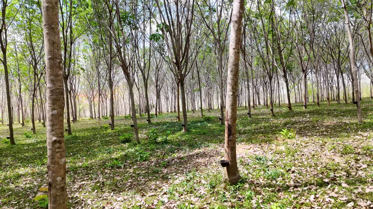 Aerial footage of a serene rubber plantation in Phuket, Thailand, showcasing rows of trees under soft, natural lighting