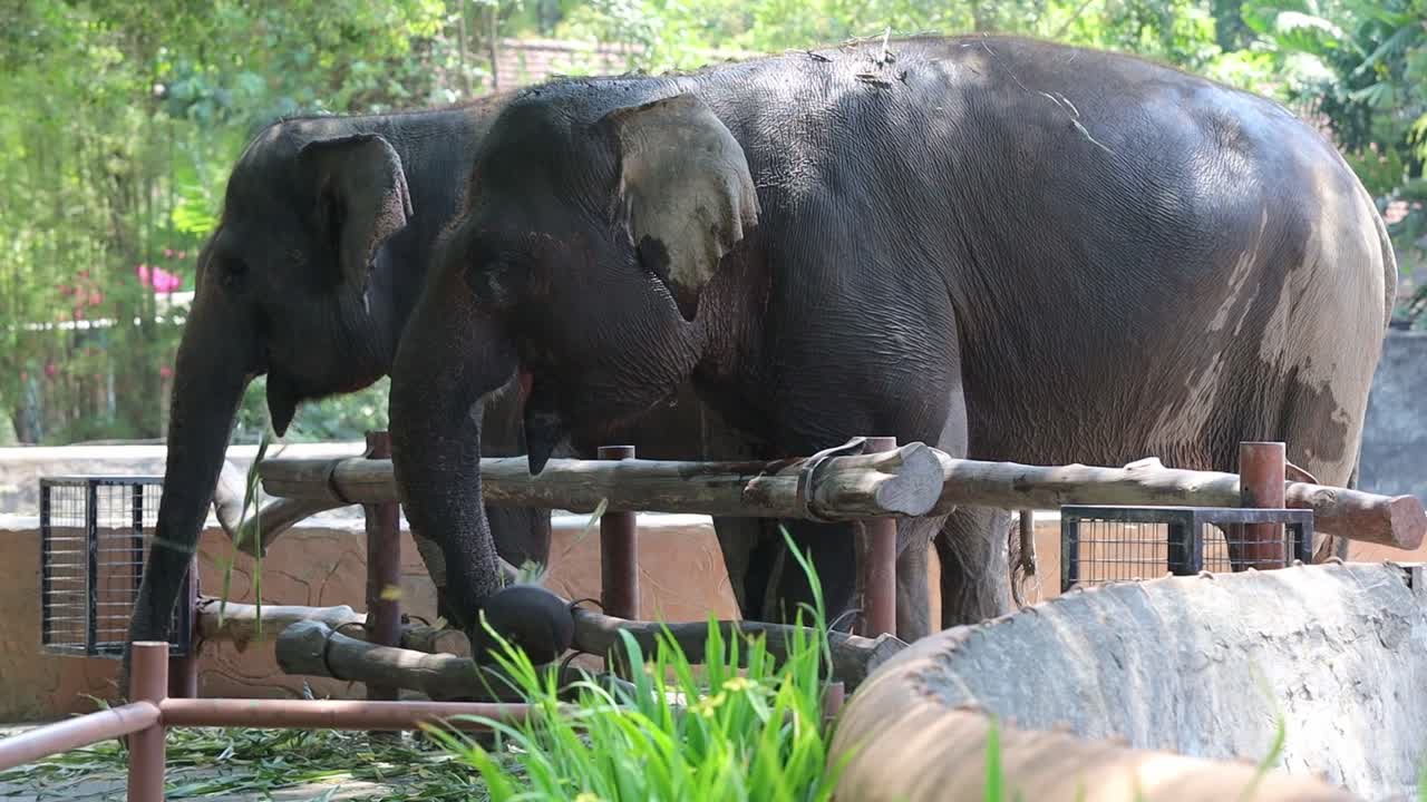 Two Asian Elephants Eating Grass in a Zoo