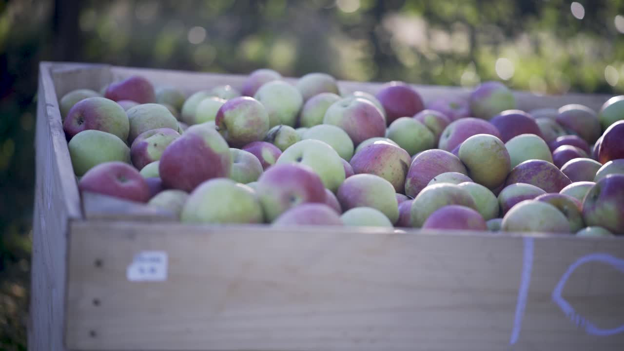 Freshly Harvested Apples in a Wooden Crate