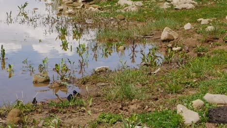 Three-swallows-collect-mud-to-build-a-nest