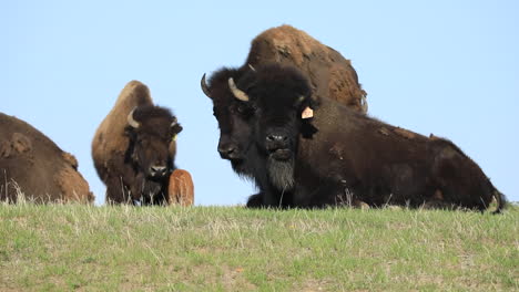 herd of farmed bison grazing and standing on grassland under the sunlight, close up