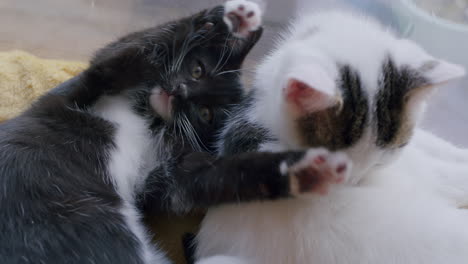 two cute kittens lying together, one grooming, the other looking at the camera