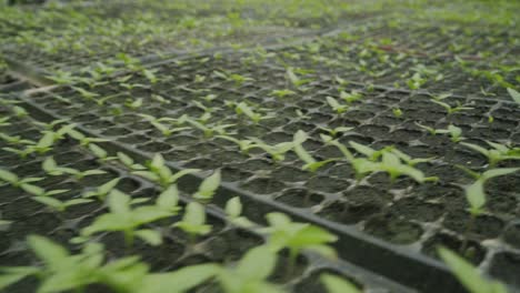 close-up-of-bed-of-baby-bell-pepper-sucker-plants-ready-to-go-into-the-ground-plant-farming-and-cultivation-of-fresh-healthy-crops