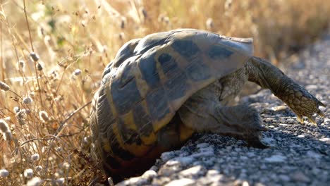 greek tortoise, living freely in the wild, descending from the highway towards the dry grass