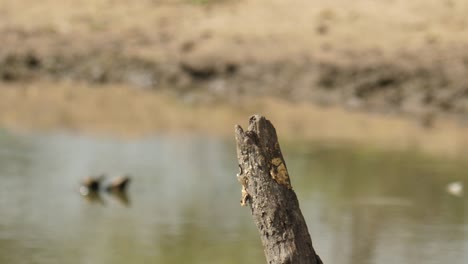 Slow-motion:-Juvenile-Malachite-Kingfisher-hunts-from-dead-tree-stump-at-side-of-pond,-returns-with-small-fish-in-beak,-eats-it,-shakes-and-puffs-feathers,-then-turns-to-look-for-more-fish-below