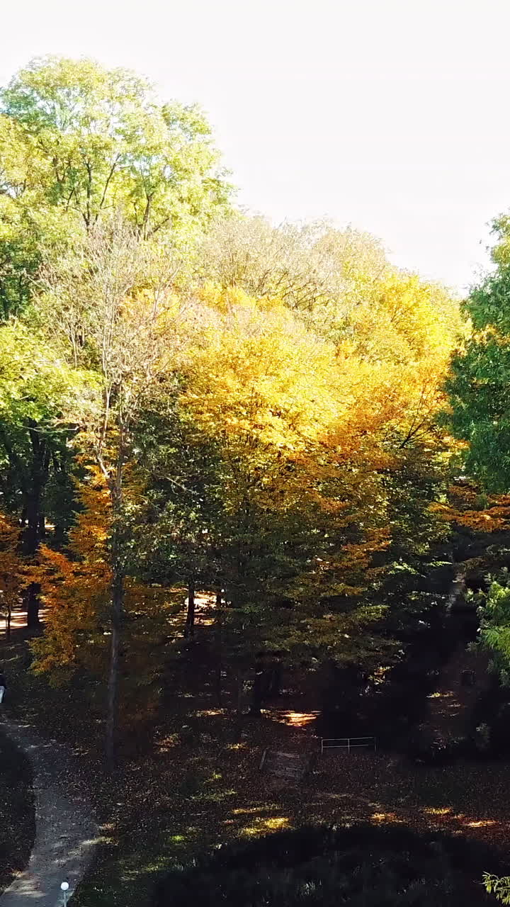 View on holiday park alley. Aerial view of a city park with walking path and green zone trees Vertical video
