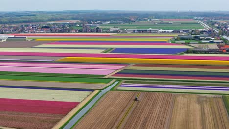 Wide-orbiting-aerial-view-of-the-vast-rainbow-of-colors-of-the-cultivated-tulips-growing-in-the-rural-Dutch-countryside