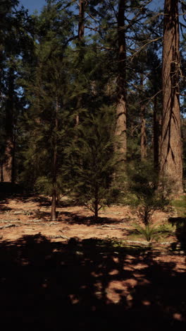 sunlight streaming through the tall pine trees in a forest