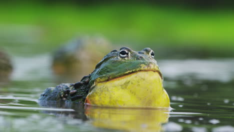 Close-Up-Of-Colorful-Huge-Bullfrog-Expanding-Its-Throat-To-Attract-Females-In-Mating-Season,-Botswana