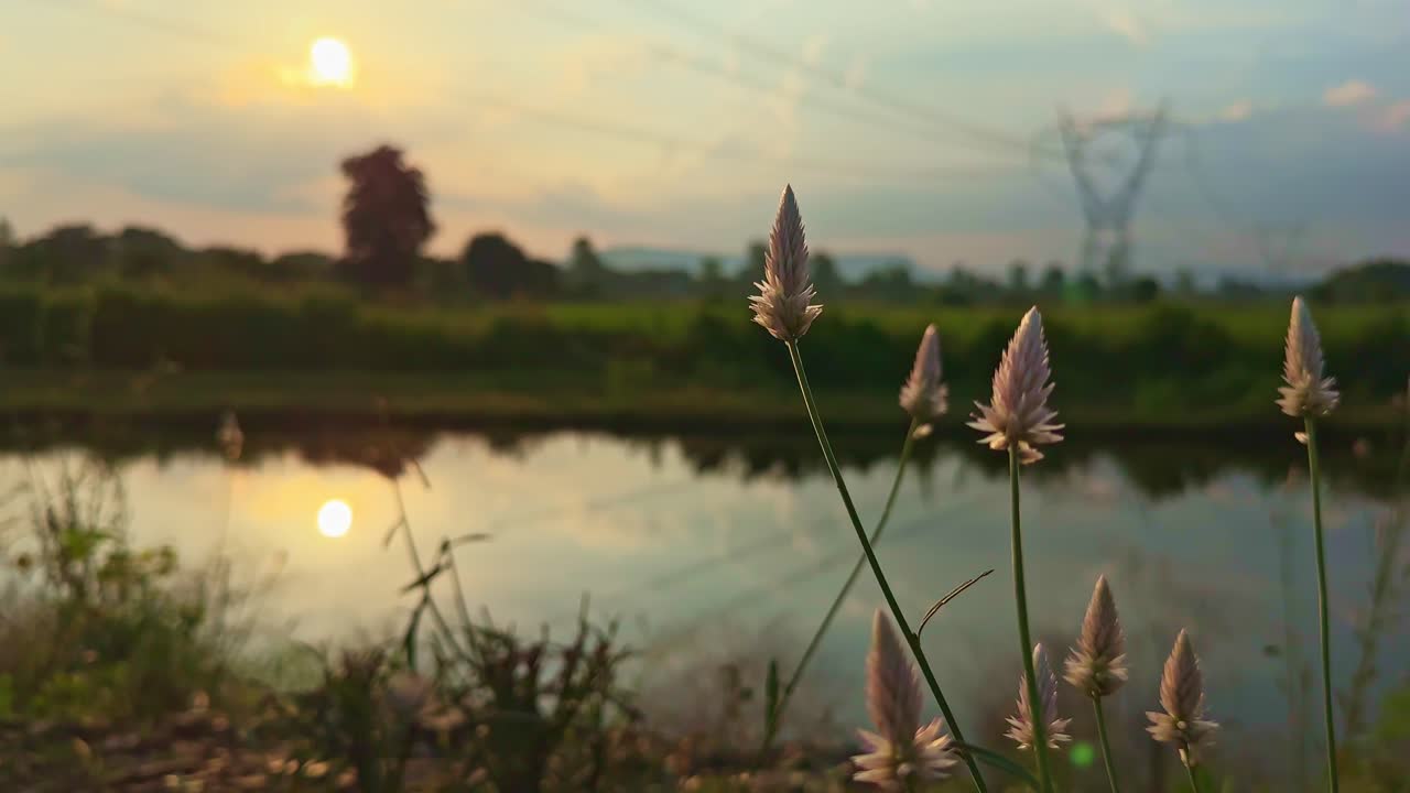 A tranquil sunset over a pond with wild grass in focus and power transmission lines in the background — a perfect shot blending technology and nature for educational and energy documentaries
