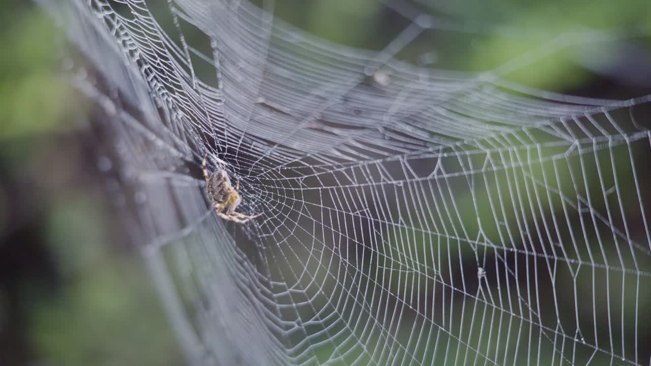 British Common Garden Spider moving on a damp dewy web on a misty morning