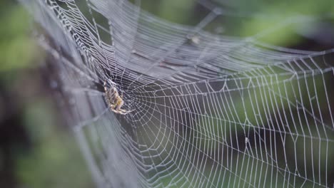 british common garden spider moving on a damp dewy web on a misty morning