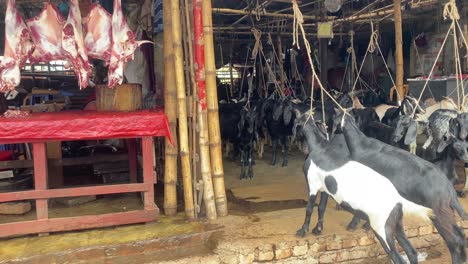 butcher cutting meat next to tied up goats in barn, animal cruelty