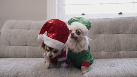 two dogs dressed up in christmas costumes