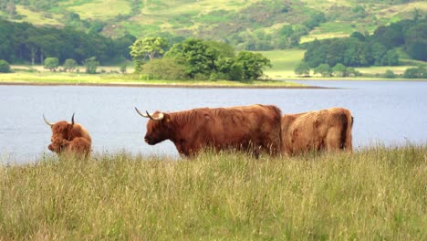 A-Highland-cow-walking-in-tall-grass-in-Scottish-highlands-during-summer-surrounded-by-its-herd