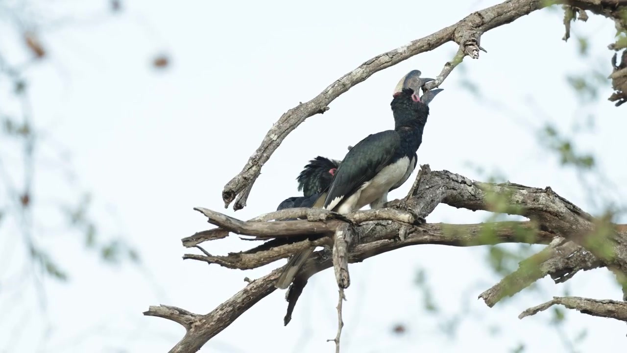 Un calao trompette perché sur un arbre mort, mâchant et picorant une branche au-dessus de sa tête avec son grand bec courbé, tandis qu'un autre calao en arrière-plan prend soudainement son envol, Parc Kruger.