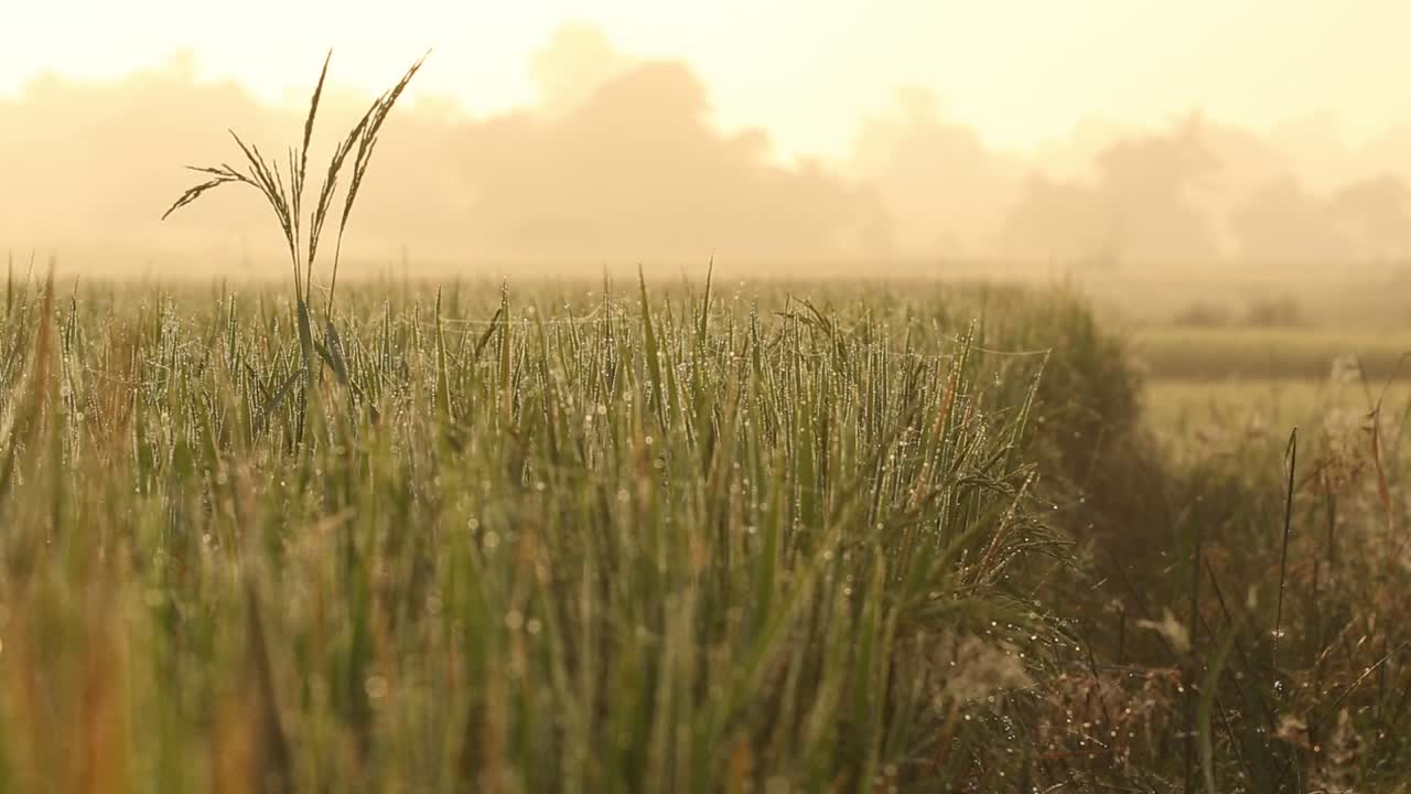 campo de arroz al amanecer