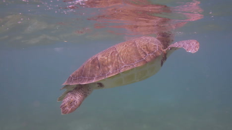 turtle 05