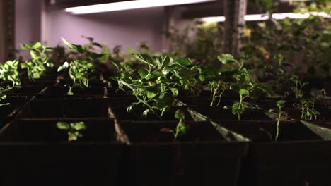 Young-seedlings-growing-in-pots-set-in-rows.-Plant-cultivation-in-green-house