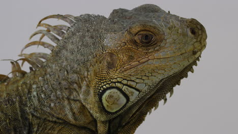 iguana verde parpadeando el segundo párpado - perfil lateral - aislado en fondo blanco
