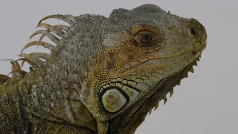 green iguana blinking 2nd eyelids - side profile - isolated on white background