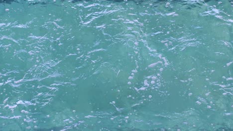 fit swimmer doing the front stroke in the swimming pool