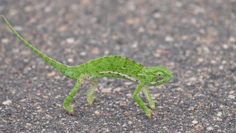 cute bright green chameleon stationary in road as ant passes, rotating eye, close up