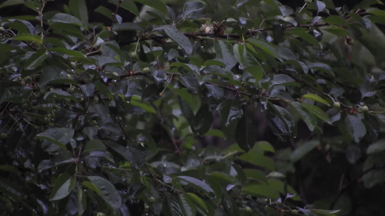fuertes lluvias sobre altos árboles verdes