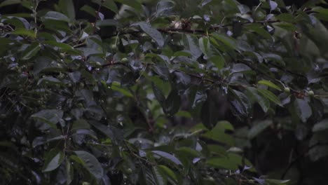 大雨在高高的绿树上