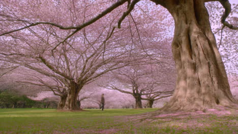a person walking through a park filled with blooming cherry blossom trees